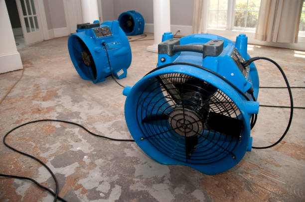Best Local water damage restoration  in Palestine, TX